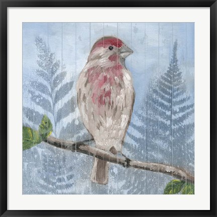 Framed Eastern Songbird I Print