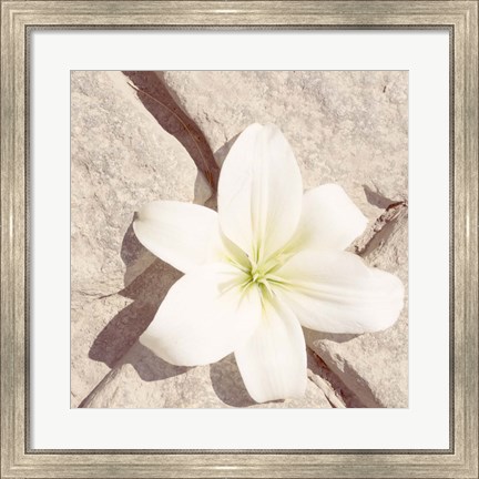 Framed Stone Blossom IV Print