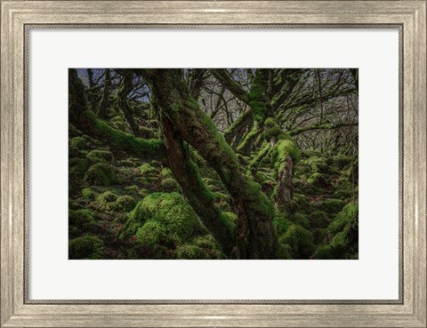 Framed Mossy Forest 8 Print