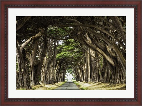 Framed Cypress Trees Print