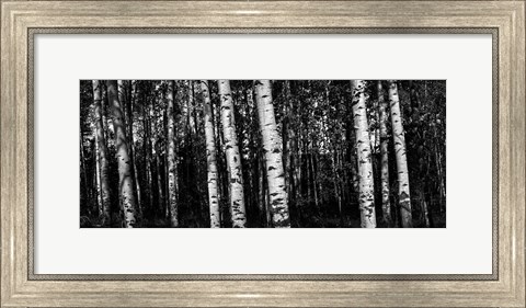 Framed Birch Trees Black &amp; White Print