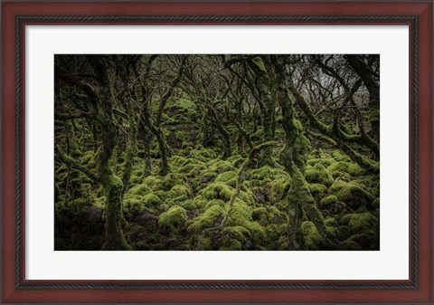 Framed Mossy Forest Print