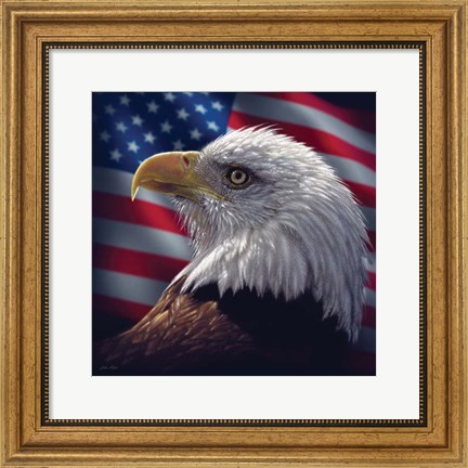 Framed American Bald Eagle Print