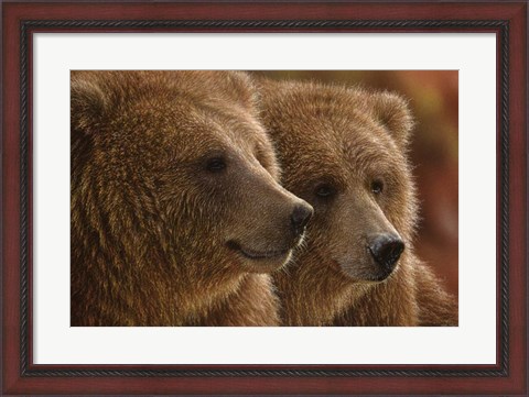 Framed Brown Bears - Lazy Daze Print