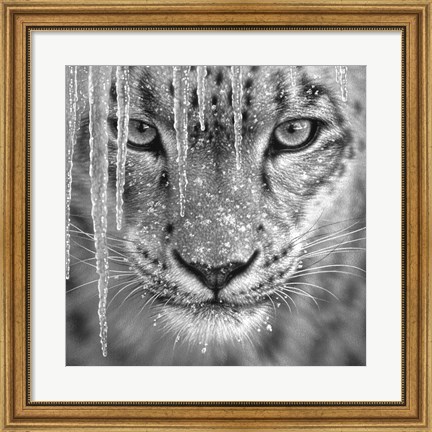 Framed Snow Leopard - Blue Ice - B&amp;W Print