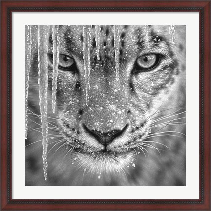 Framed Snow Leopard - Blue Ice - B&amp;W Print