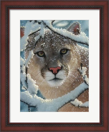 Framed Cougar - Silent Encounter Print