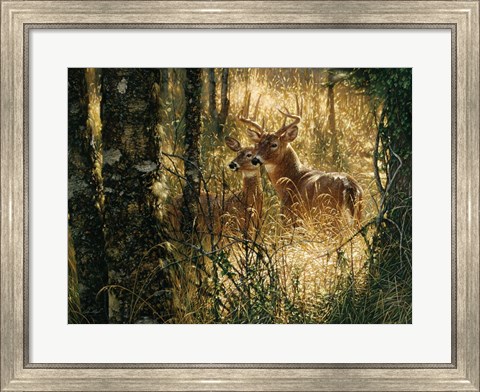 Framed Whitetail Deer - A Golden Moment - Horizontal Print