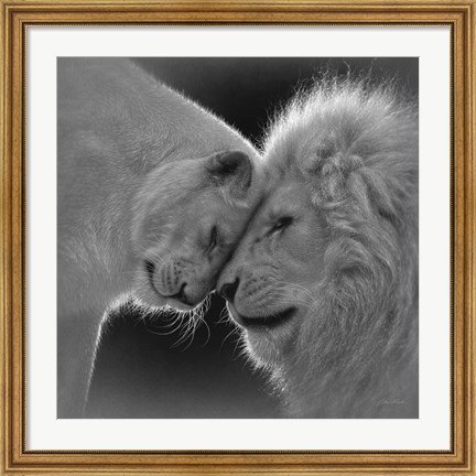 Framed White Lion Love - B&amp;W Print