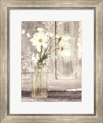 Framed Cosmos Summer Bloom Print