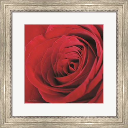 Framed Red Rose III Print