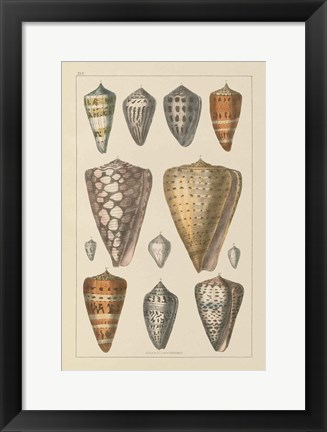 Framed Shell Assorment II Print