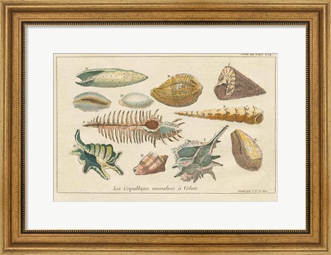 Framed Shell Etchings II Print