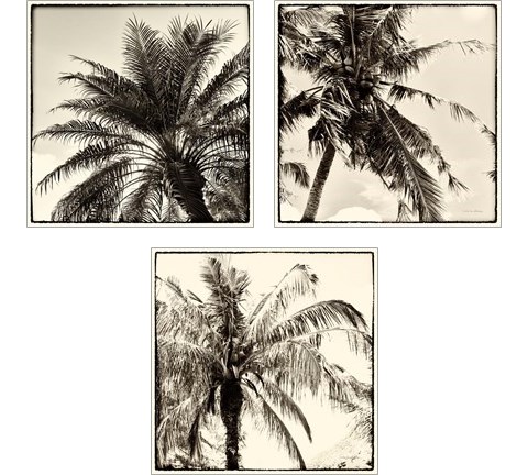Palm Tree Sepia 3 Piece Art Print Set by Debra Van Swearingen