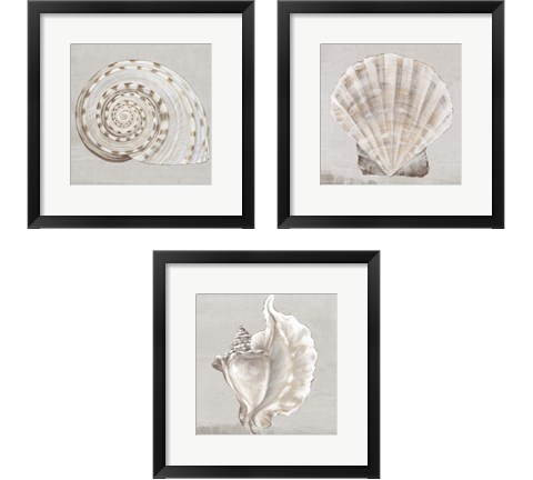 Neutral Shells 3 Piece Framed Art Print Set by Eva Watts