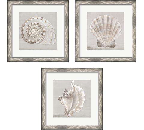 Neutral Shells 3 Piece Framed Art Print Set by Eva Watts