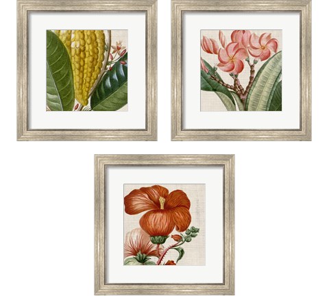 Cropped Turpin Tropicals 3 Piece Framed Art Print Set by Vision Studio