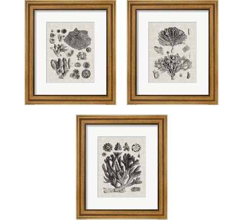 Coral Specimen 3 Piece Framed Art Print Set by Vision Studio