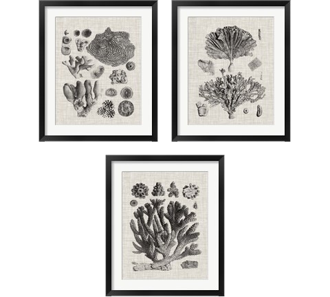 Coral Specimen 3 Piece Framed Art Print Set by Vision Studio