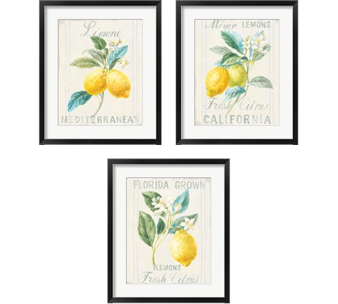 Floursack Lemon 3 Piece Framed Art Print Set by Danhui Nai