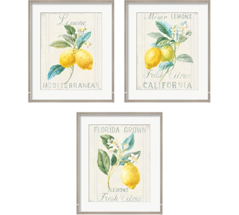 Floursack Lemon 3 Piece Framed Art Print Set by Danhui Nai