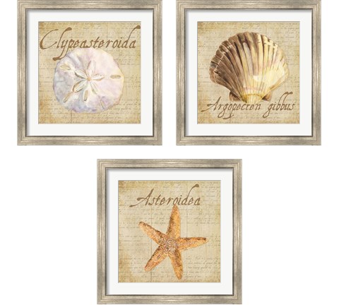 Oceanum Shells Beige 3 Piece Framed Art Print Set by Tara Reed