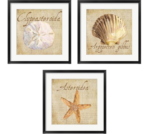 Oceanum Shells Beige 3 Piece Framed Art Print Set by Tara Reed