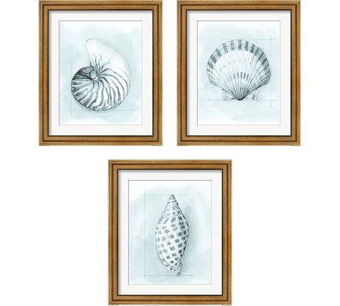 Coastal Shell Schematic 3 Piece Framed Art Print Set by Megan Meagher