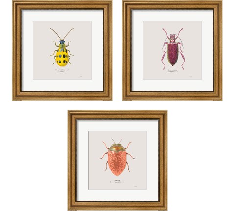 Adorning Coleoptera 3 Piece Framed Art Print Set by James Wiens