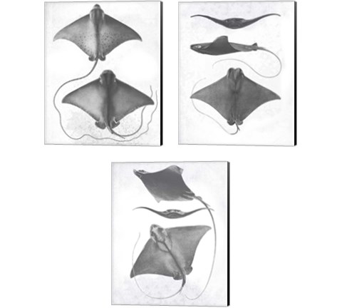 Grey-Scale Stingrays 3 Piece Canvas Print Set by Studio W