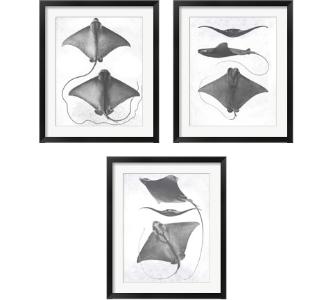 Grey-Scale Stingrays 3 Piece Framed Art Print Set by Studio W