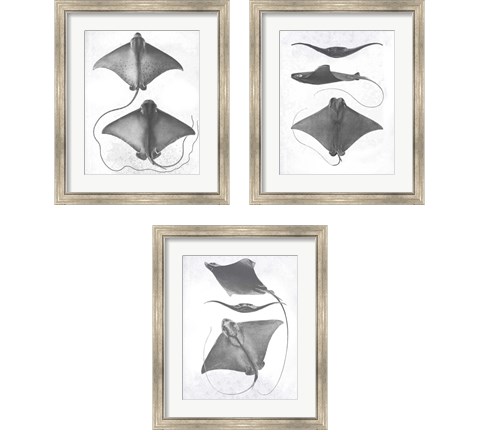 Grey-Scale Stingrays 3 Piece Framed Art Print Set by Studio W