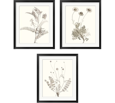 Neutral Botanical Study 3 Piece Framed Art Print Set by Vision Studio