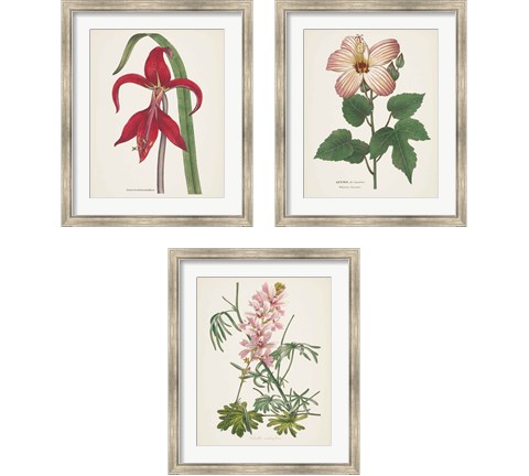 Antique BotanicalCream 3 Piece Framed Art Print Set by Wild Apple Portfolio