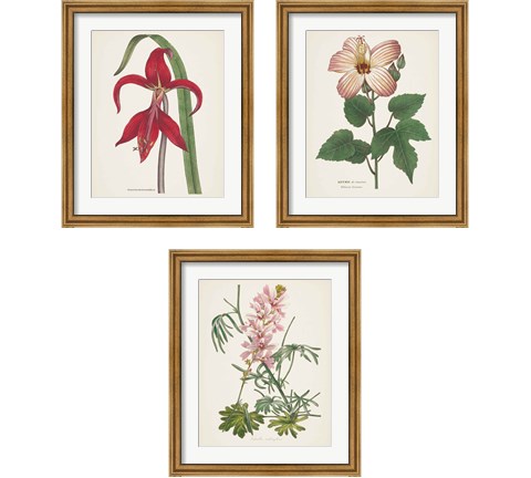 Antique BotanicalCream 3 Piece Framed Art Print Set by Wild Apple Portfolio