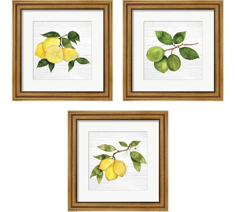 Citrus Garden Shiplap 3 Piece Framed Art Print Set by Kathleen Parr McKenna