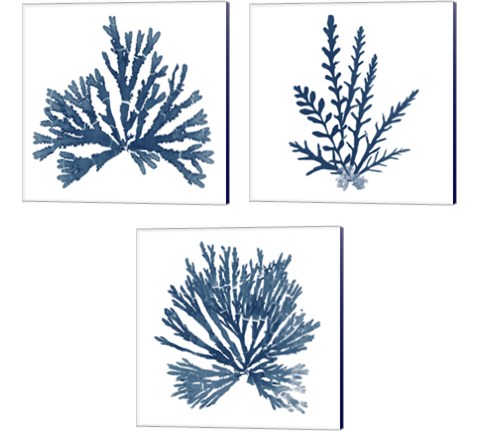 Pacific Sea Mosses Blue on White 3 Piece Canvas Print Set by Wild Apple Portfolio