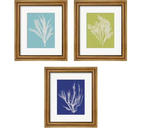 Seaweed Pop 3 Piece Framed Art Print Set by Vision Studio