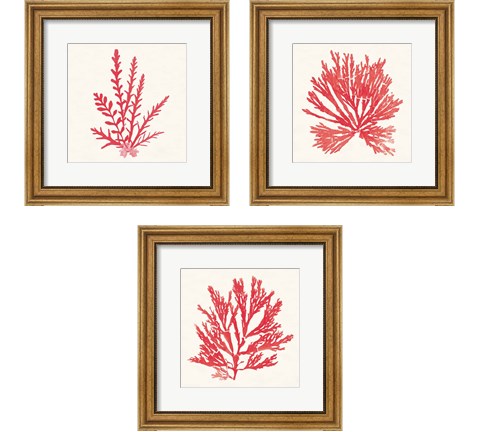 Pacific Sea Mosses Red 3 Piece Framed Art Print Set by Wild Apple Portfolio