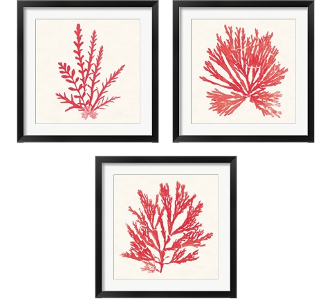 Pacific Sea Mosses Red 3 Piece Framed Art Print Set by Wild Apple Portfolio