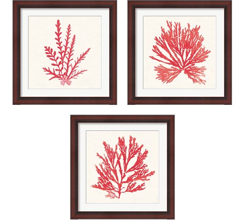 Pacific Sea Mosses Red 3 Piece Framed Art Print Set by Wild Apple Portfolio