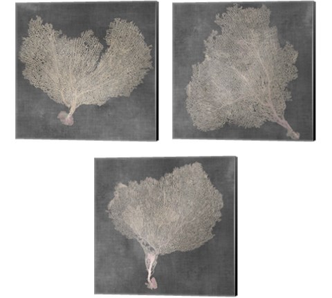 Natural Sea Fan 3 Piece Canvas Print Set by Vision Studio