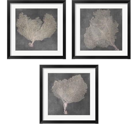 Natural Sea Fan 3 Piece Framed Art Print Set by Vision Studio