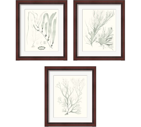 Sage Green Seaweed 3 Piece Framed Art Print Set by Vision Studio