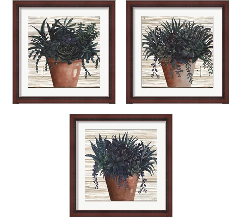 Remarkable Succulents 3 Piece Framed Art Print Set by Cindy Jacobs