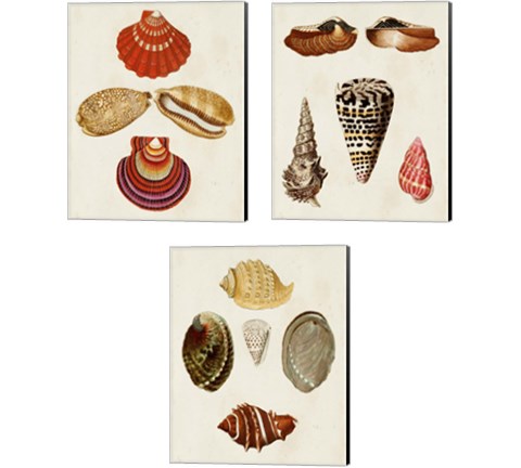 Knorr Shells 3 Piece Canvas Print Set by George Wolfgang Knorr