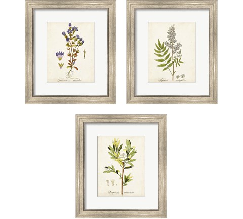 Antique Herb Botanical 3 Piece Framed Art Print Set
