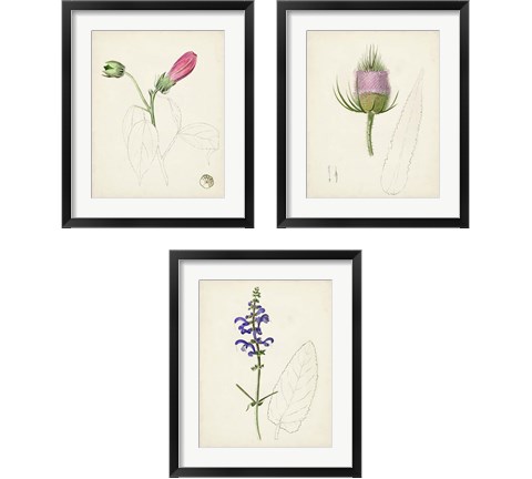 Watercolor Botanical Sketches 3 Piece Framed Art Print Set