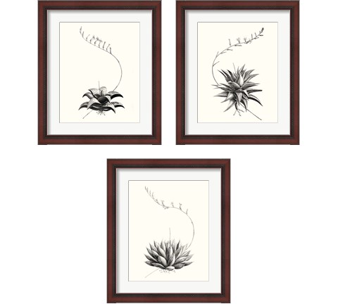 Graphic Succulents 3 Piece Framed Art Print Set by Vision Studio