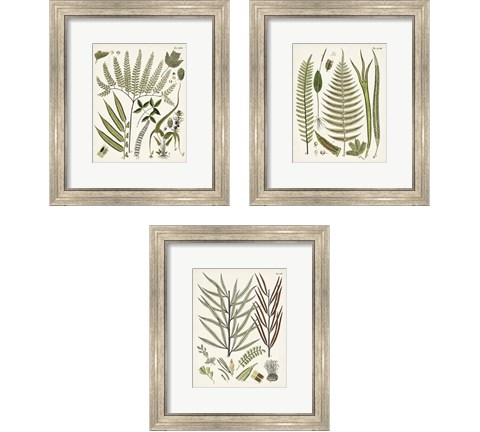 Fanciful Ferns 3 Piece Framed Art Print Set